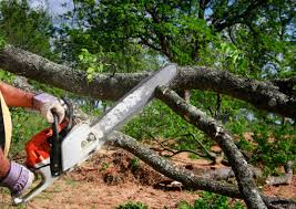 How Our Tree Care Process Works  in  Newport, MN