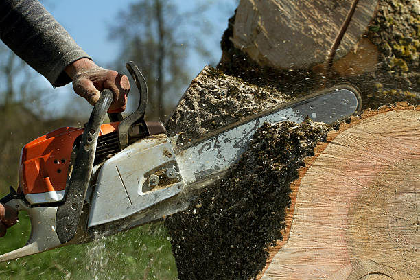 Best Root Management and Removal  in Newport, MN